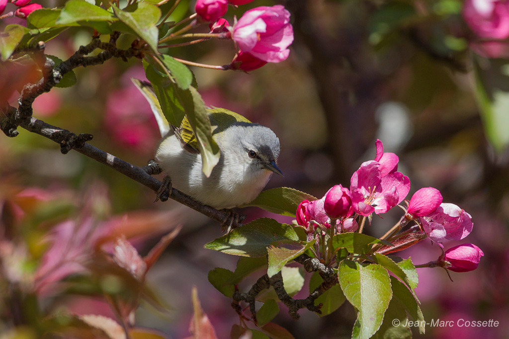 Paruline obscure dans les fleurs ParuSombre-0515_zps7zmmkqdr