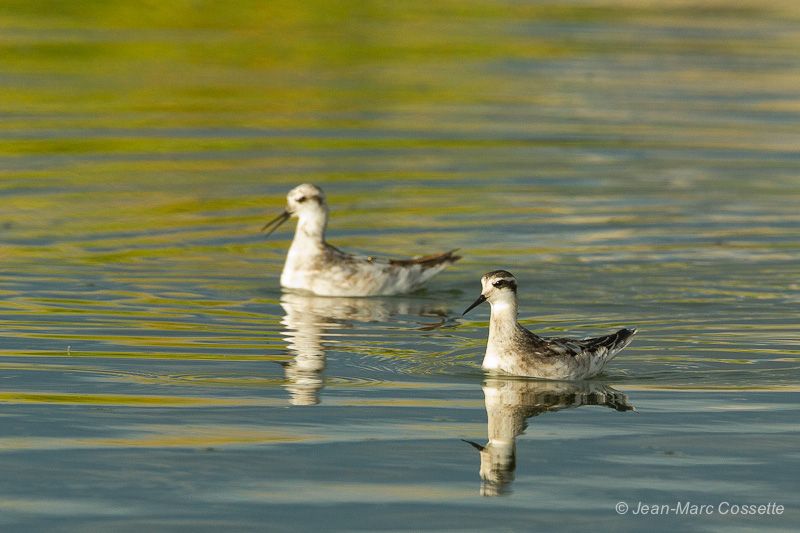 Phalarope à bec étroit PhalaropeBecEtr140817-8795_zps1077d7d2