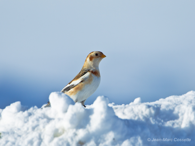 Sortie chez Françoiseaux le 5 janvier PlectrophaneN130105-3949_zpse36020e8