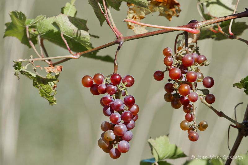 Le temps des vendanges Raisins120916-3933