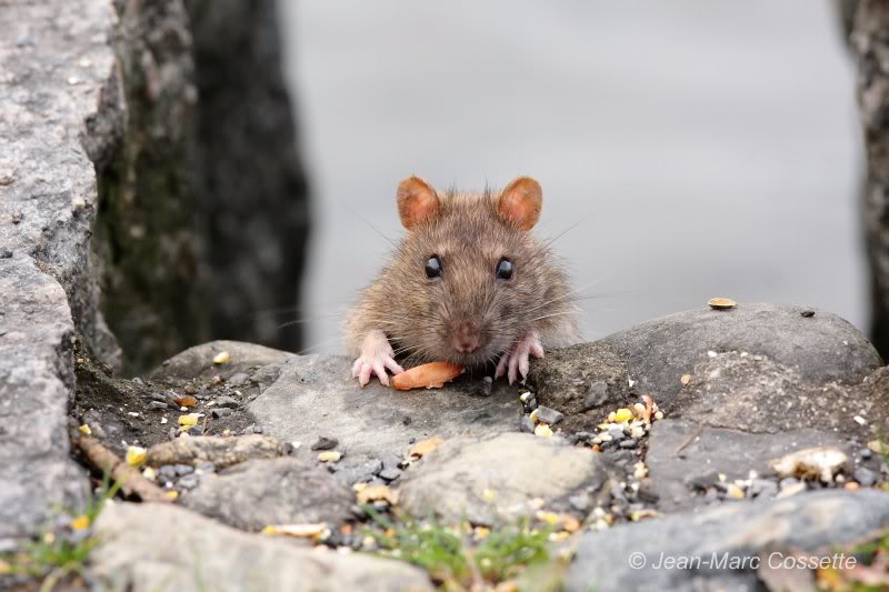 Résident indésirable au Maizerets Rat111113_9682w