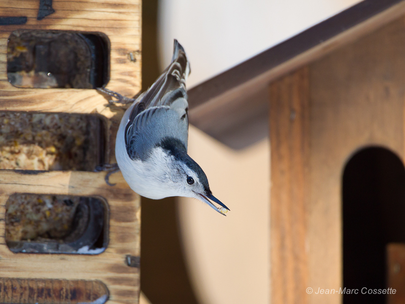 Sortie chez Françoiseaux le 5 janvier SittellePB130105-3878_zps5e98a2fe