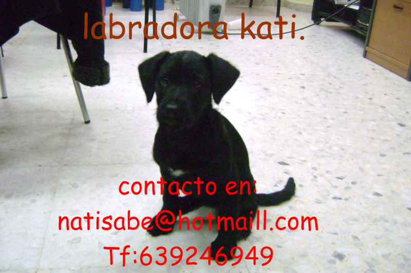 una labradora preciosa encontrada en la calle. Labradorakati3-1