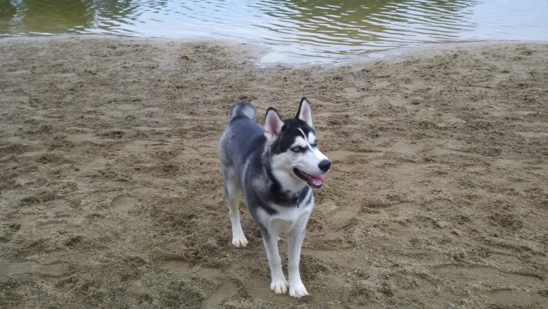 Tiko growing up! 2011-09-17_14-26-18_964