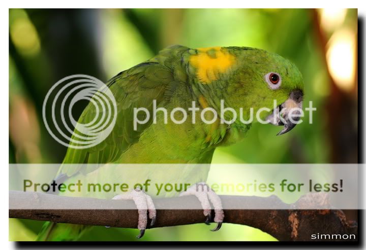 @ Jurong Bird Park - Page 2 DSC_309813_resize