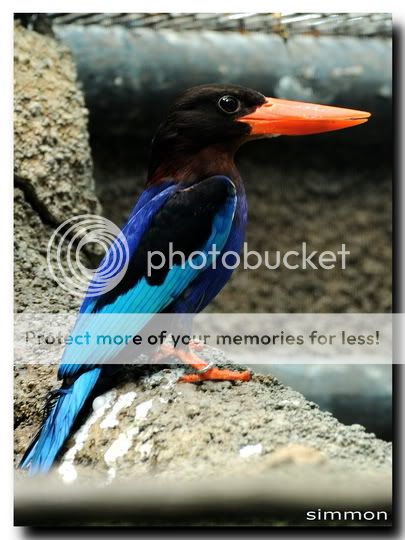 @ Jurong Bird Park - Page 2 DSC_34681_resize