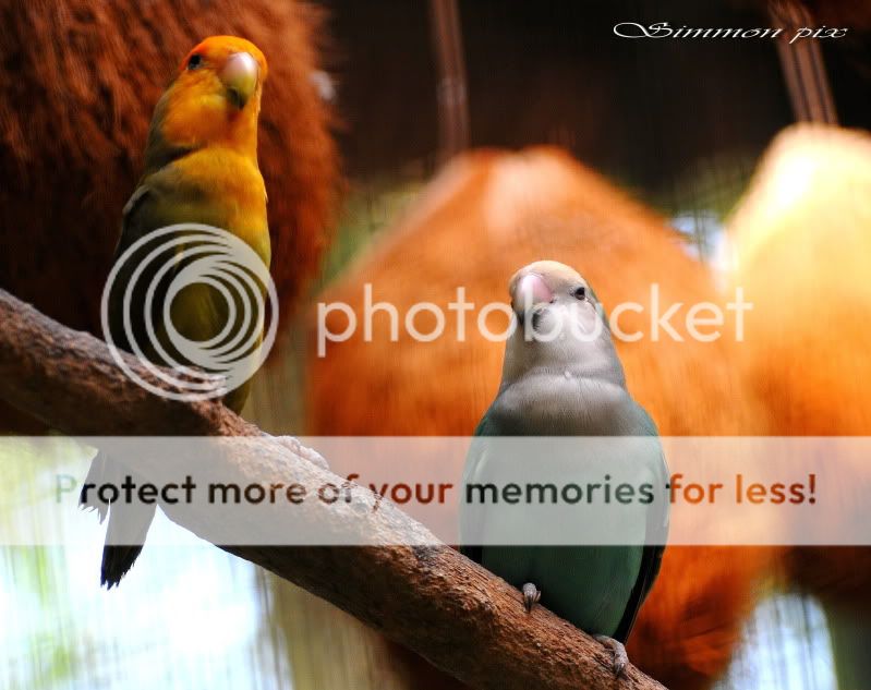 Birds in butterfly farm, Melaka. DSC_93262simmonpix