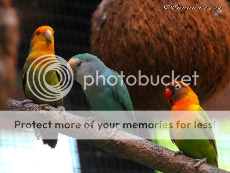 Birds in butterfly farm, Melaka. DSC_93332simmonpix