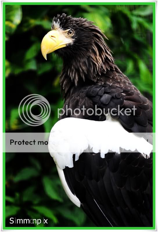 Sea Eagle [Jurong Birdpark] DSC_3622copywm