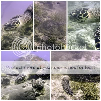 Marine life at Salang, Tioman Hawsbillturtle