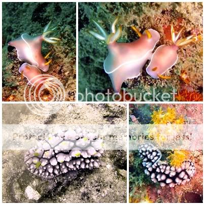 Marine life at Salang, Tioman Nudi2