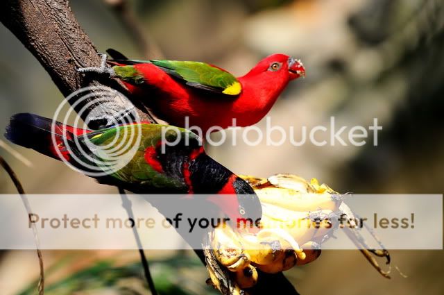 First try with my new toy at Zoo Melaka DSC_7675_resize