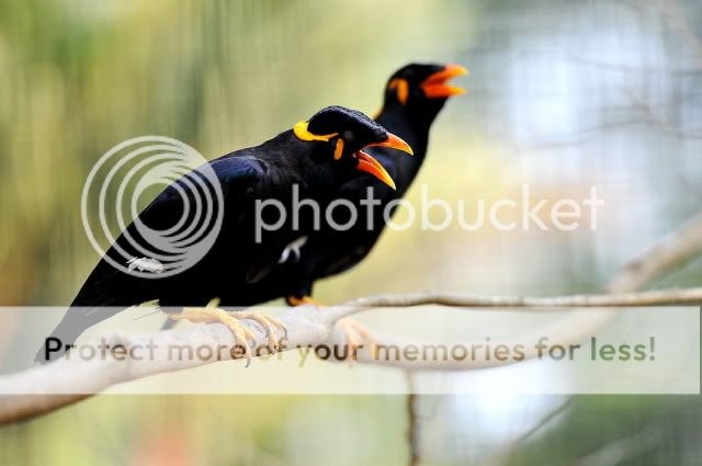 First try with my new toy at Zoo Melaka DSC_7827_resize