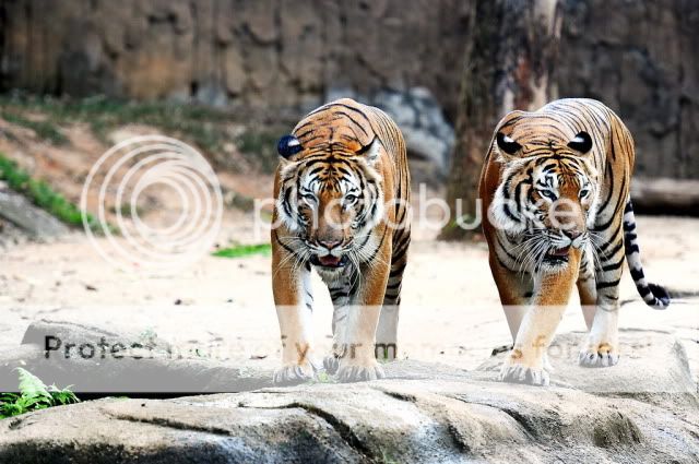 First try with my new toy at Zoo Melaka DSC_7906_resize