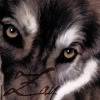 Zan's Avatars and Signatures (updated 6/04/2012) WolfSeekingVictim-2