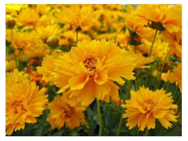 Coreopsis grandiflora CoreopsisgrandifloraEarlysunriseals