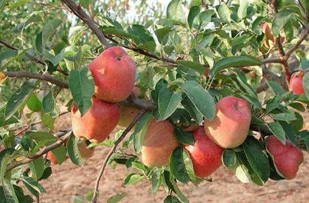 الأشجار = The Trees Apple-tree-ireland-image-picture-ph