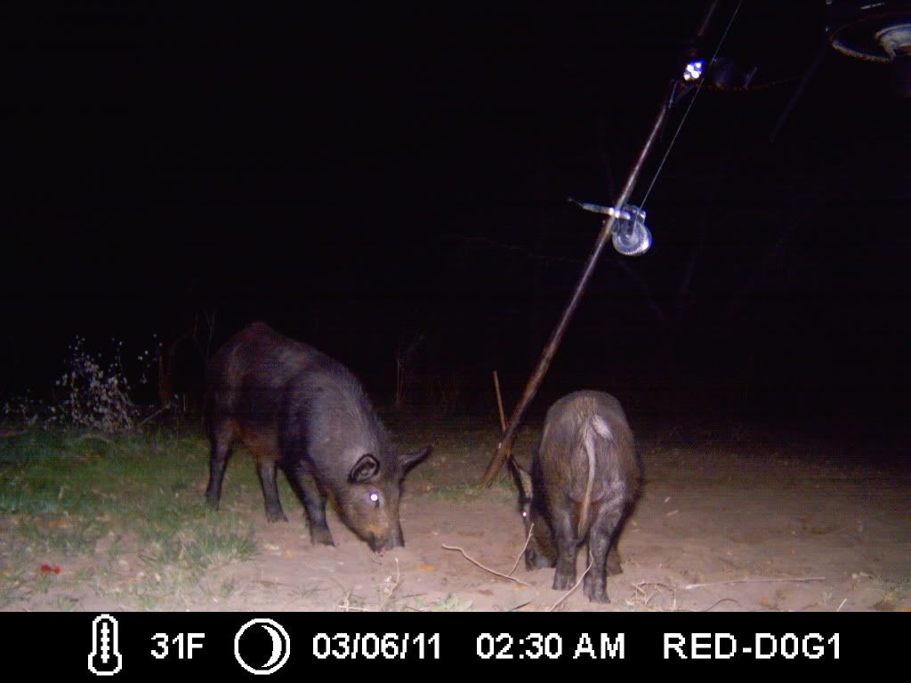 NEW HOG PICS  027