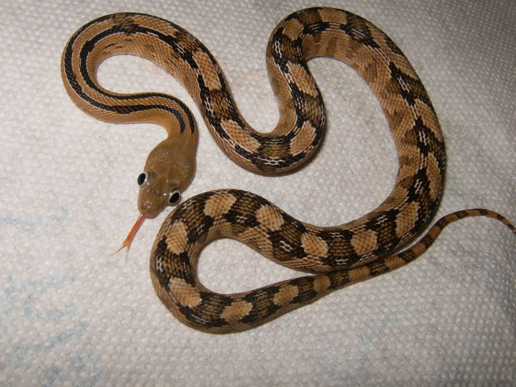 My snakes :) RatSnakesTimorMonitor120