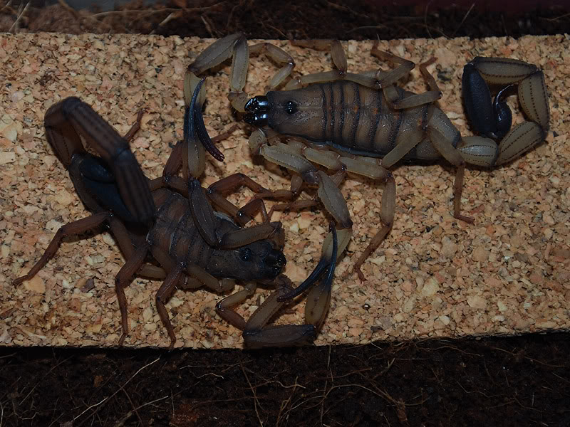 Scorpions pics (heavy) Limbatus1