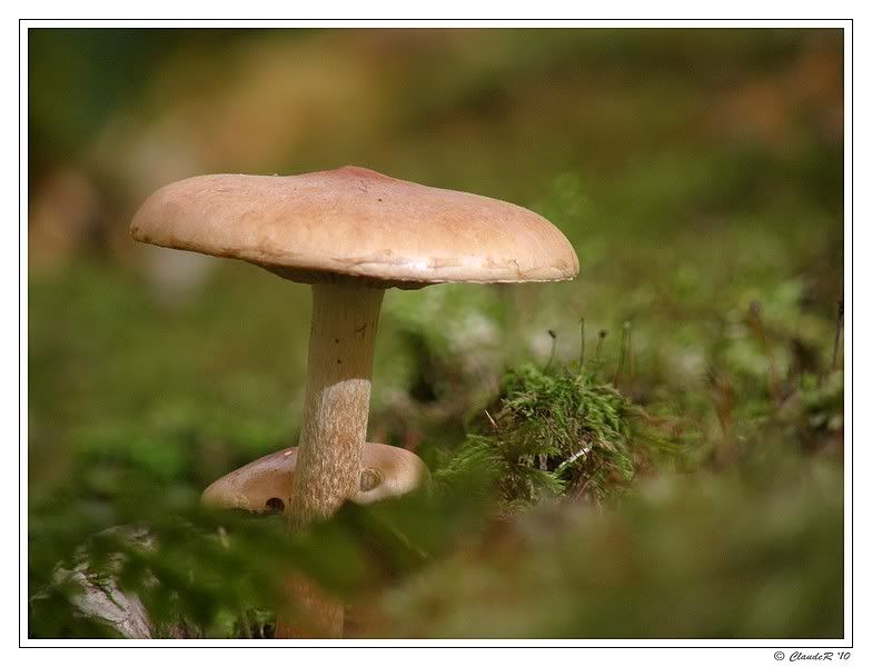 Petite série champignon PA100149