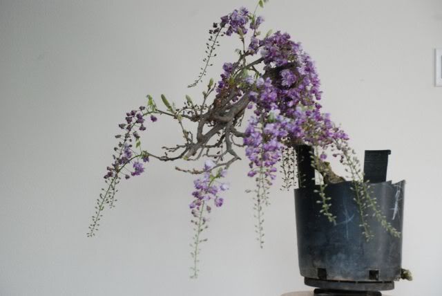 Hoa đậu tía cho bonsai (Wisteria)  DSC_0004