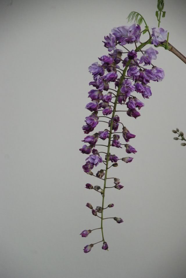 Hoa đậu tía cho bonsai (Wisteria)  DSC_0009