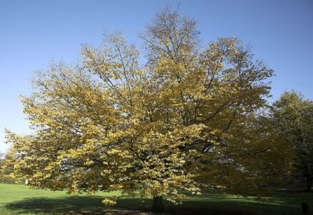 CREENCIAS ANCESTRALES Y SUS CELEBRACIONES - Página 6 Aliso-arbol-celta