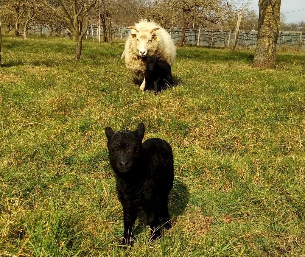 moutons - Les moutons de Royalshadow IMG_20160322_113027_zpseivtq8se