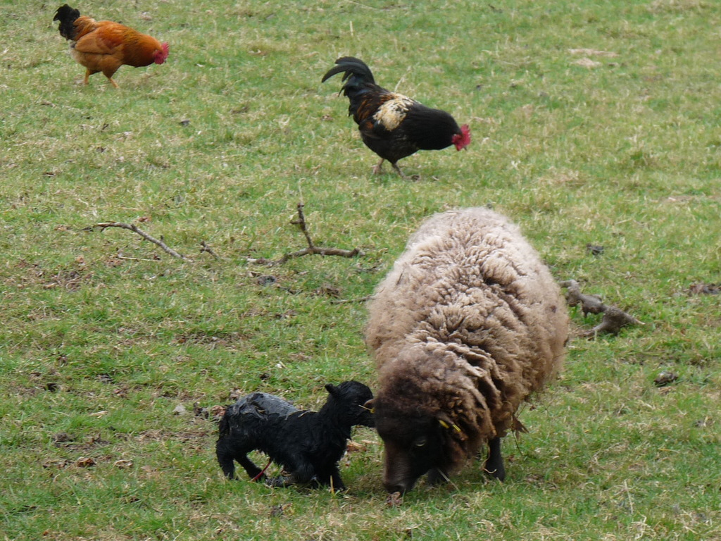 moutons - Les moutons de Royalshadow P1020613_zpsukzrcvki