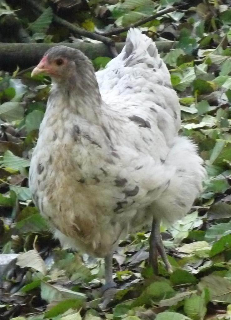 casserole ou parquet 2013 ?  2012-11-18poules025