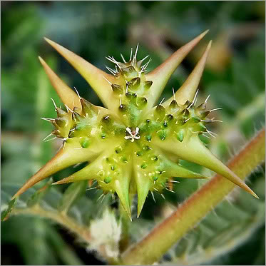 Tribulus-Terrestris-Extract1.jpg