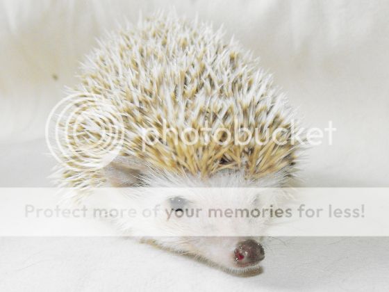 three grown up hoglets.... DSCF3808_zps46479c5b