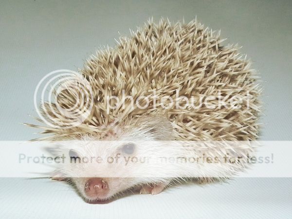 Hoglet OD DSCF7757_zpsb724fba7