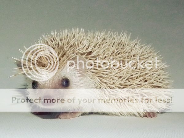 Hoglet OD DSCF7839_zps24fe3e7b