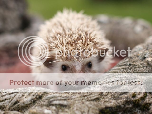 Hoglets on a Bird bath, no I dont know why..... B64b7fda