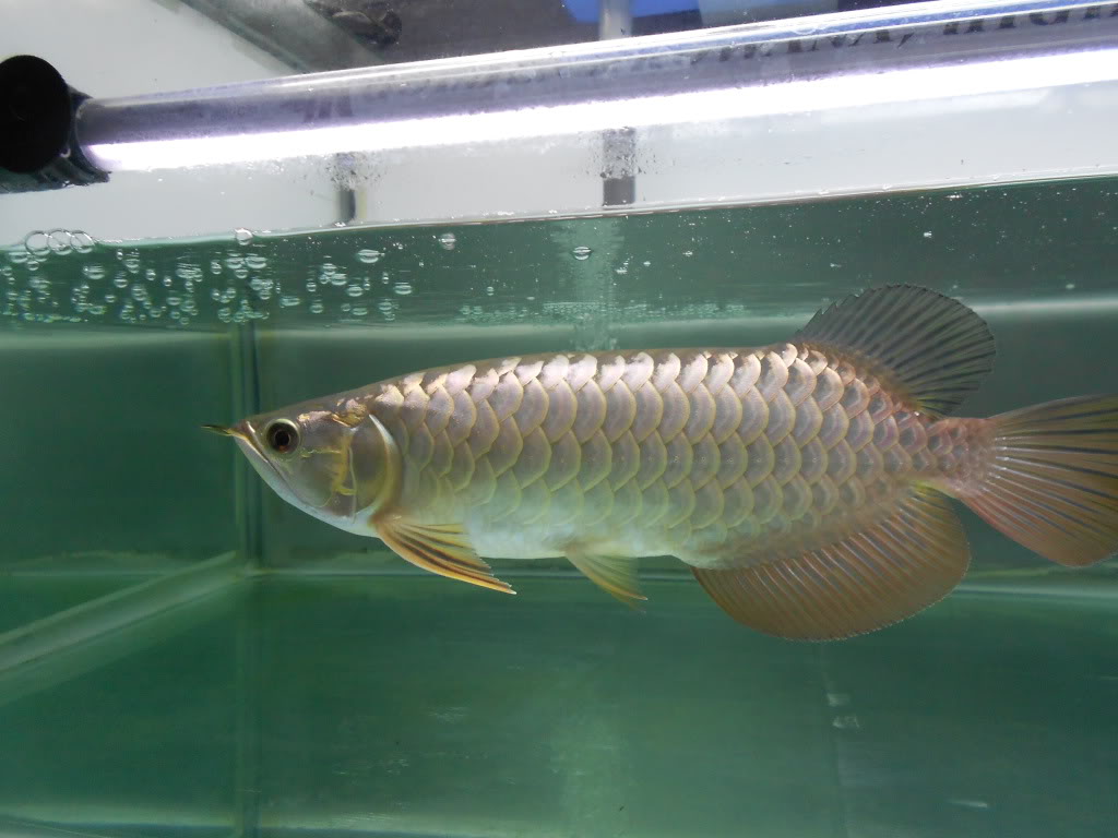 Penggredan Arowana Malaysia Gold - AAA, AA dan A - Page 2 DSCN0669