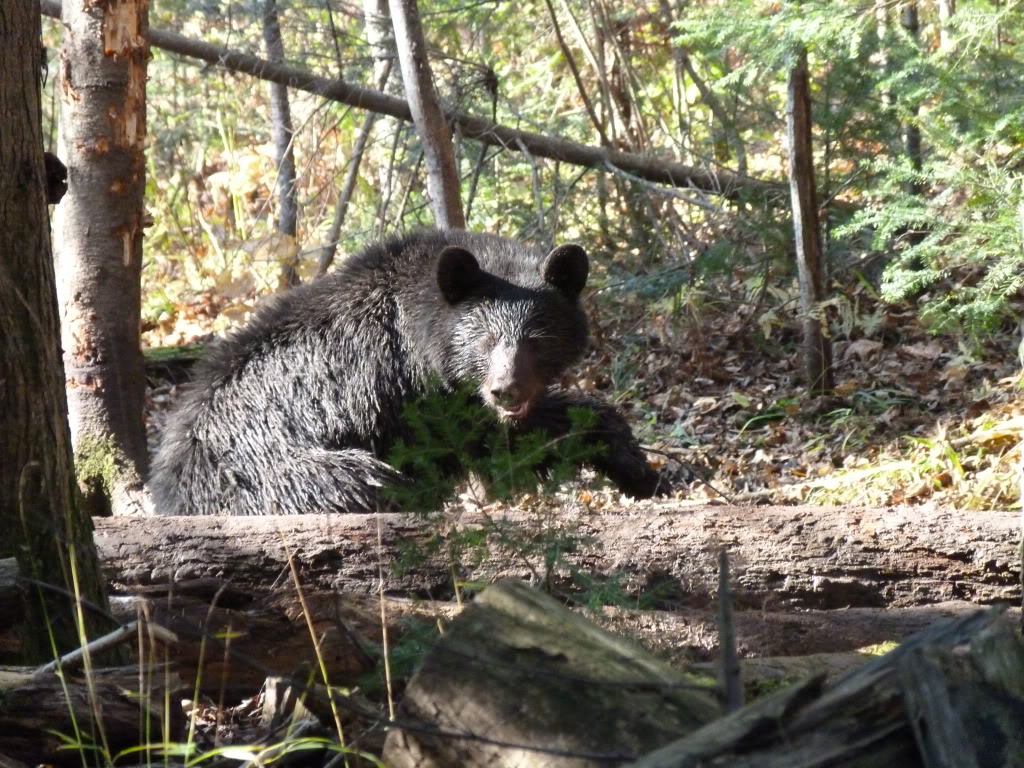 Un bel ours d'automne! P1020369