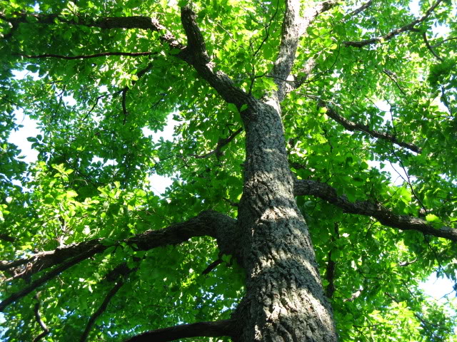 Dwarf Hinoki Falsecypress - Page 2 Natureimages498