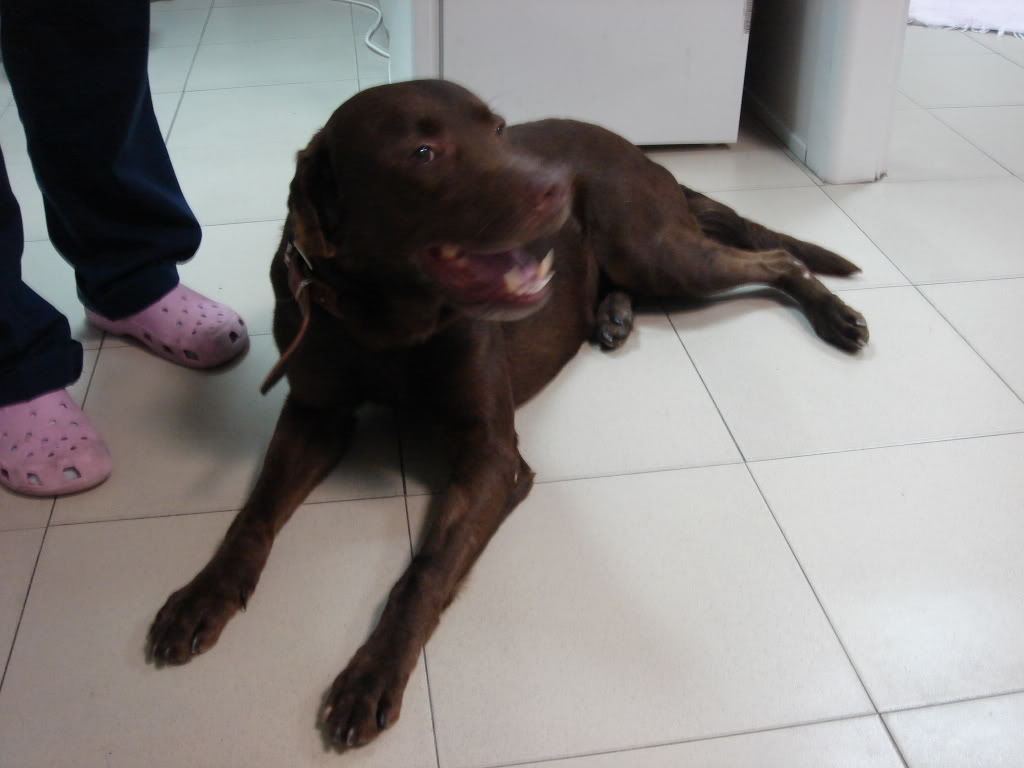 Caramelo, Labrador castanho abandonado em Almada - FAT URGENTE 01-2