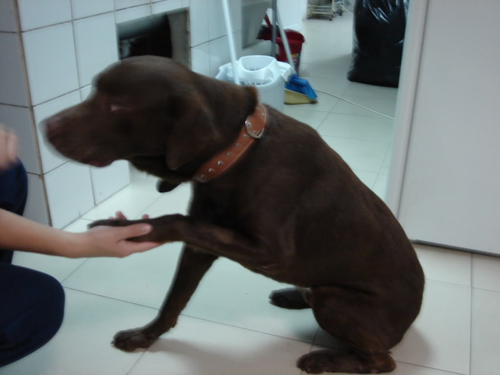 Caramelo, Labrador castanho abandonado em Almada - FAT URGENTE 02-2