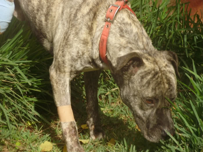 Pit Bull tigrado 5 anos RISCO DE ABATE E DOENTE - Canil de Olhão P1010021