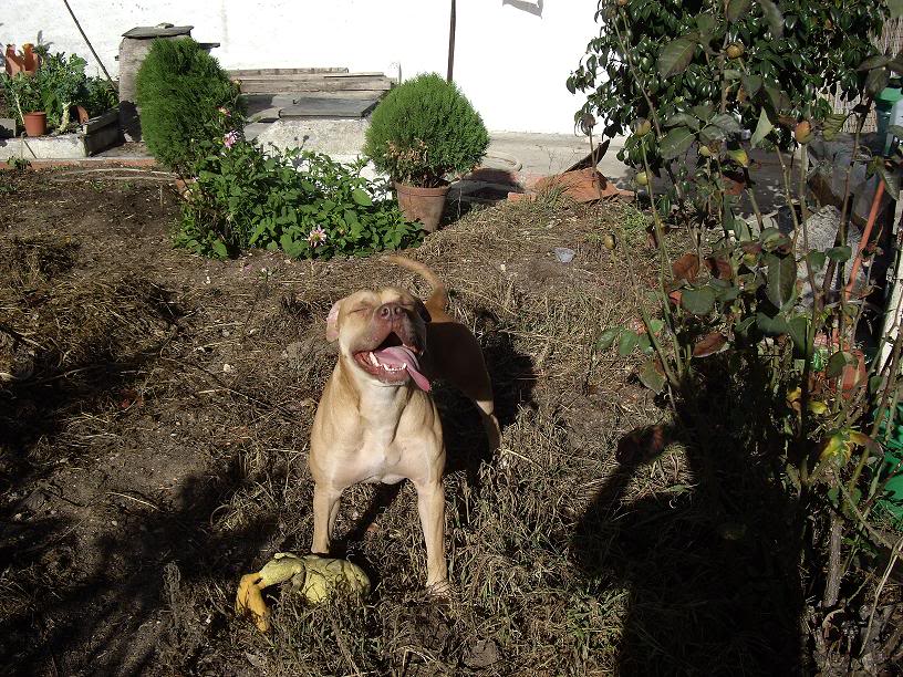 Pit Bull com 2 anos na rua - Margem Sul - URGENTE IMGP2510