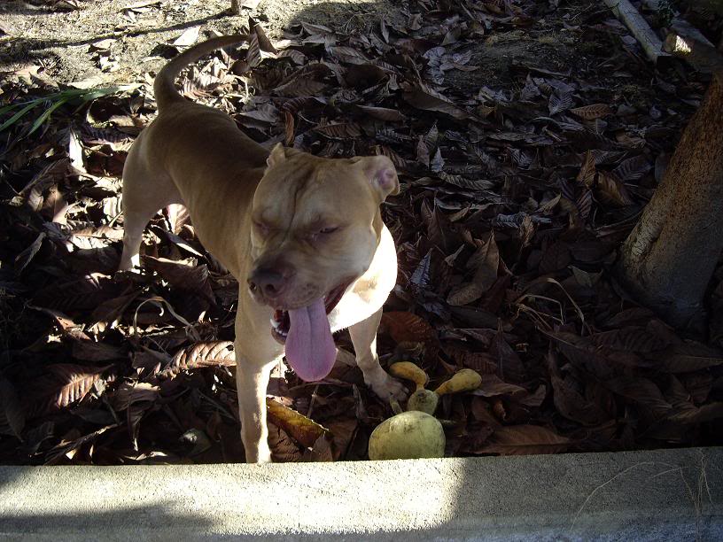 Pit Bull com 2 anos na rua - Margem Sul - URGENTE IMGP2514