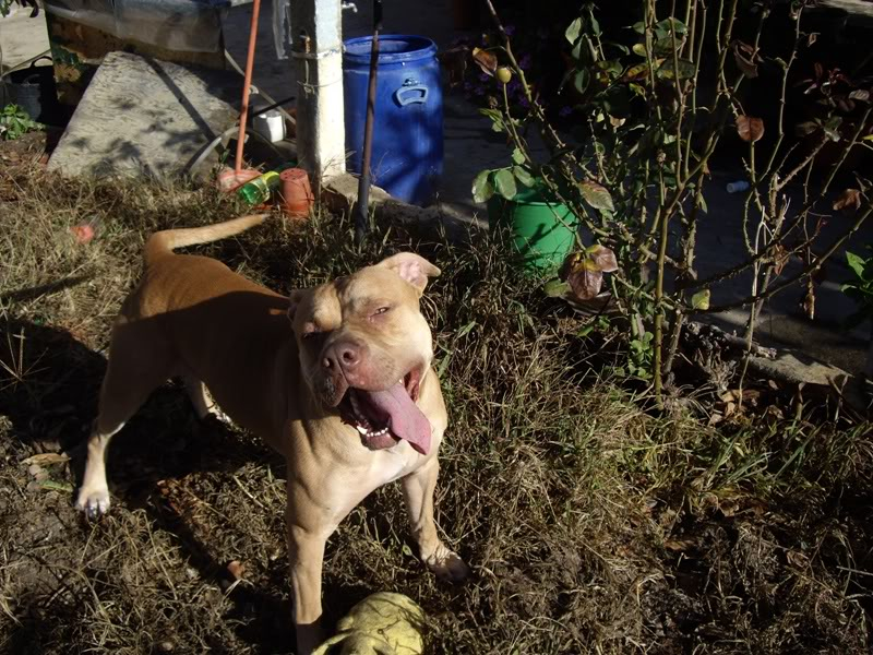 Pit Bull com 2 anos na rua - Margem Sul - URGENTE Pit-1