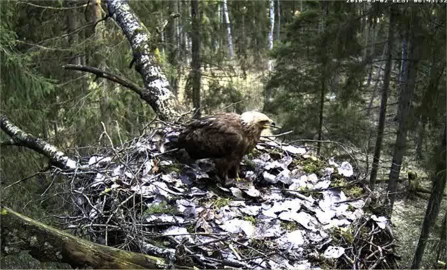 Black Stork Camera Lovers - Page 10 0205LSEBS4