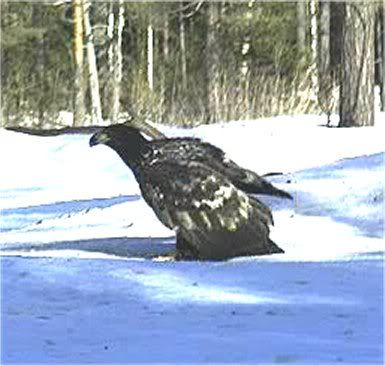 EAGLE WINTER FEEDING GROUND CAMERAS - Page 19 100311eagles10