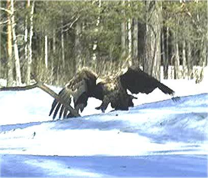 EAGLE WINTER FEEDING GROUND CAMERAS - Page 19 100311eagles9