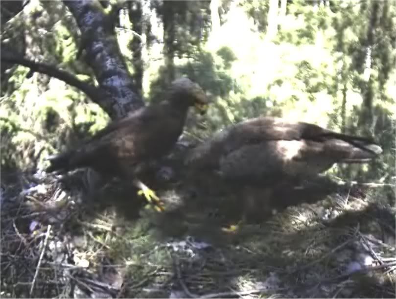 Black Stork Camera Lovers - Page 13 14051