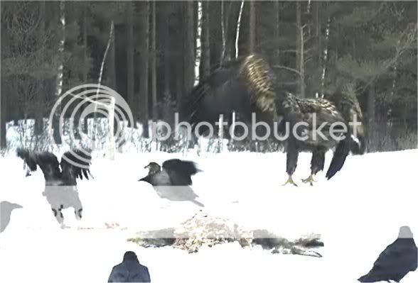 EAGLE WINTER FEEDING GROUND CAMERAS - Page 14 15015e